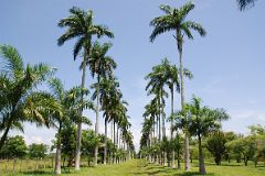 51 Cuba - Cienfuegos - Jardin Botanico - Garden Drive Royal Palms.JPG